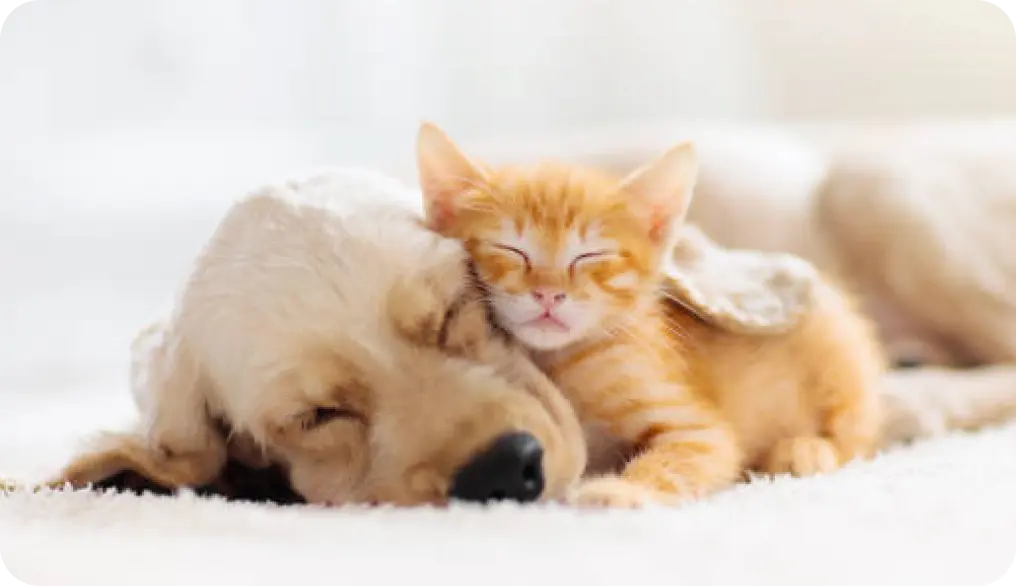 動物にやさしい